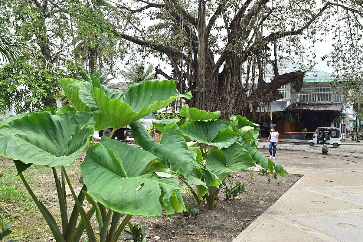 Wat te doen in Leticia Colombia