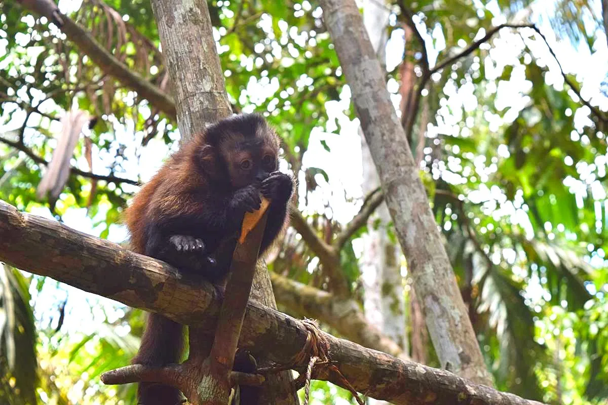 kapucijnaap Amazone gebied Colombia