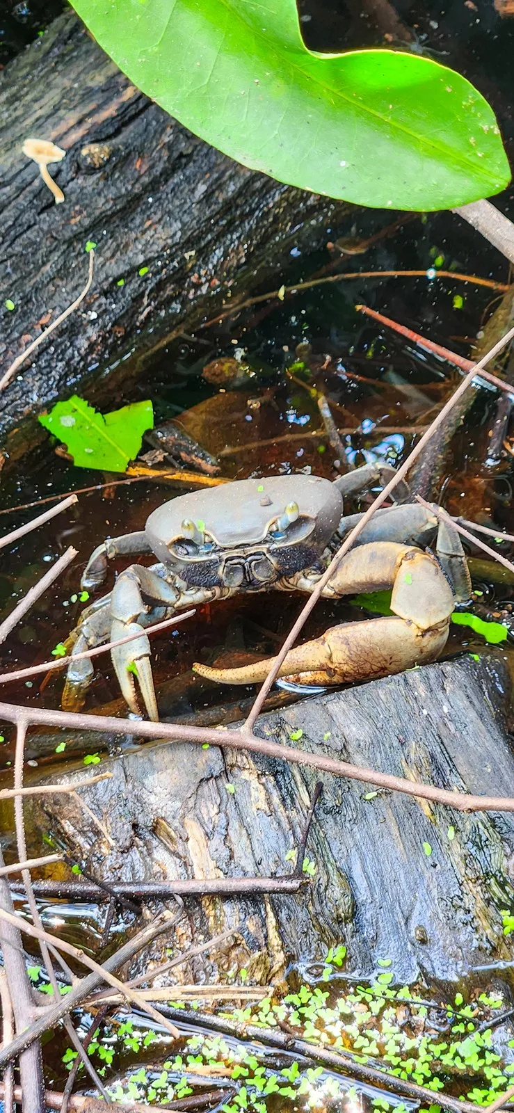 Grote krab Palomino Colombia
