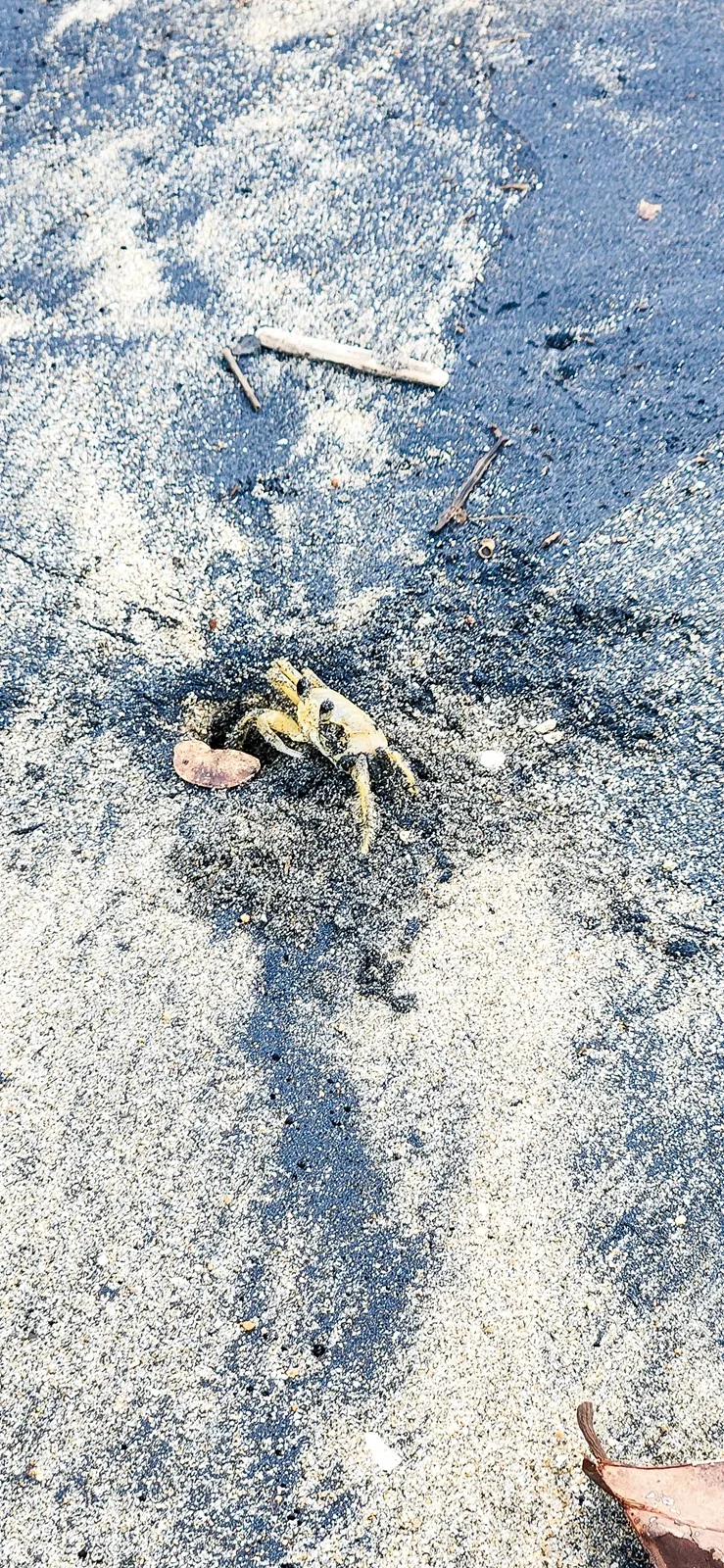 Krabbetjes op strand Palomino