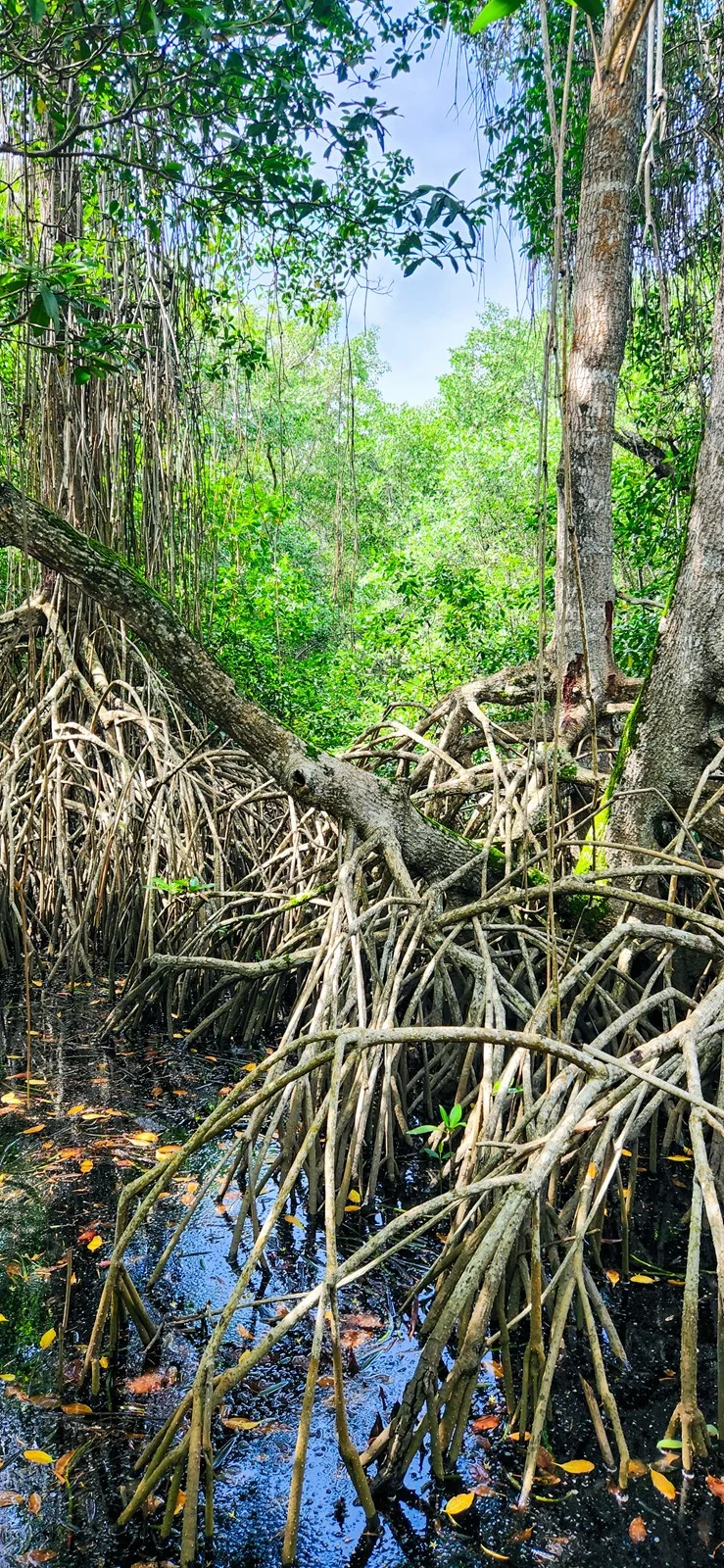 Mangrove Palomino La Guajira Colombia