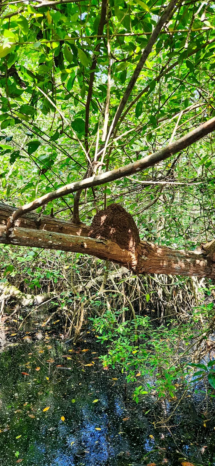 Natuurwandeling Palomino
