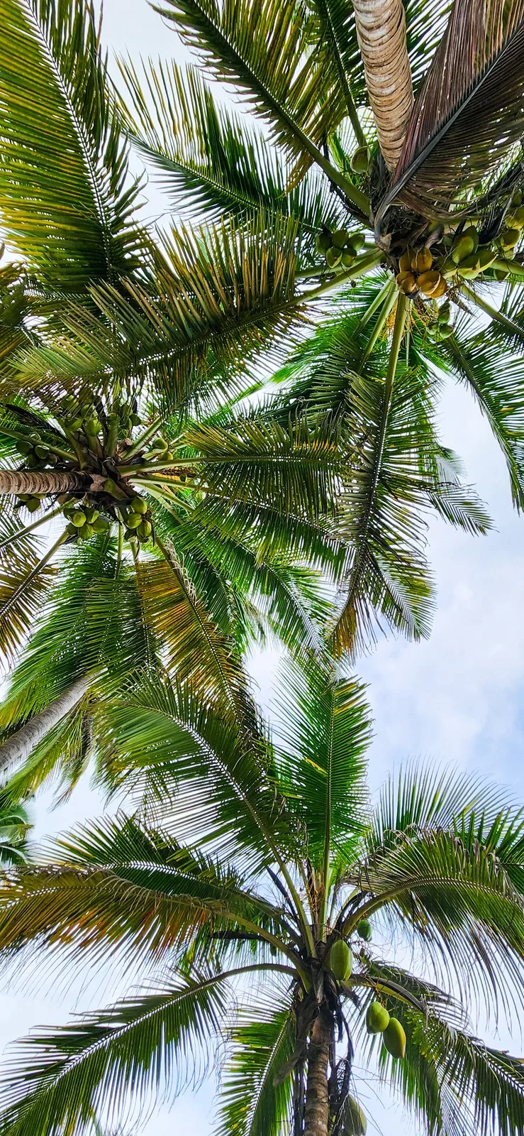 Palmbomen strand Colombia