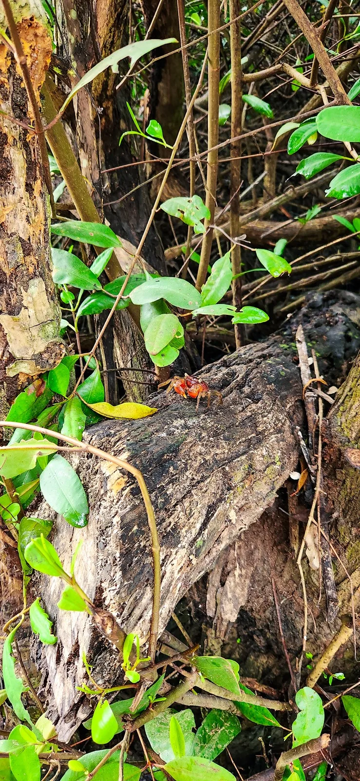 Rode krab Colombia