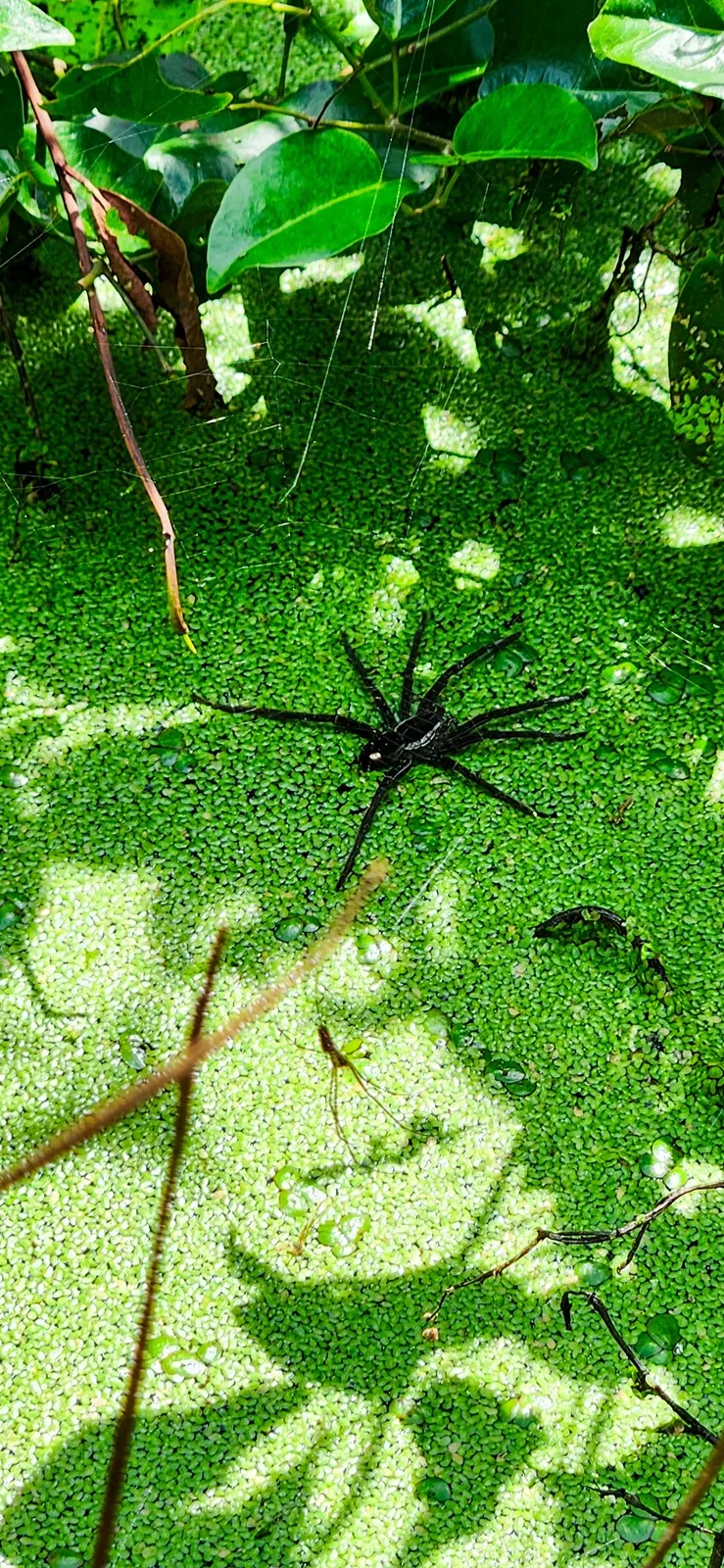 Rode krab Colombia