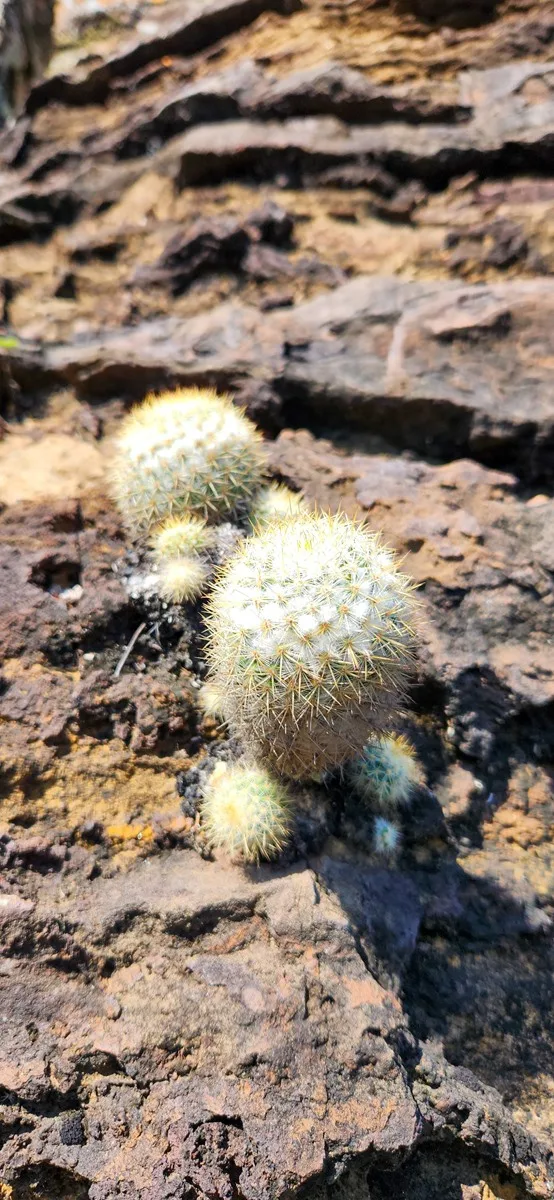 Cactussen Colombia