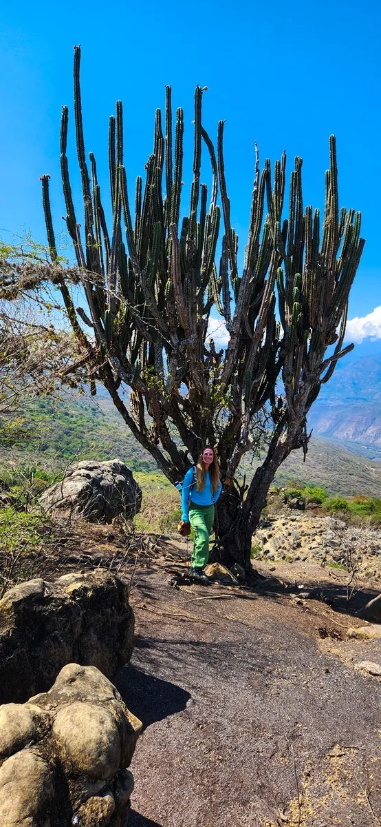 Grote cactussen Colombia
