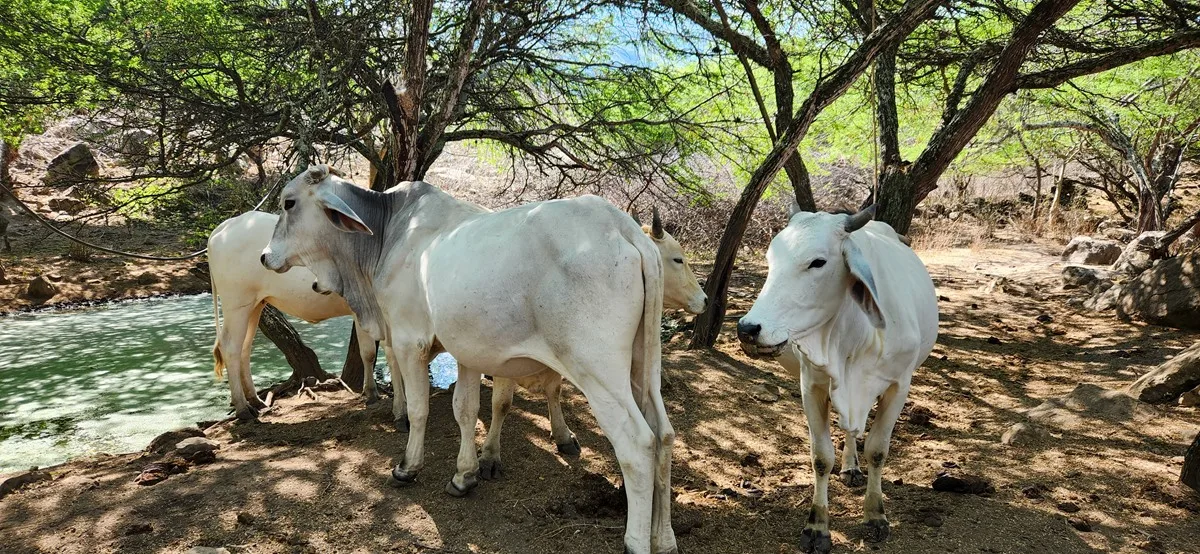 Witte koeien in Colombia