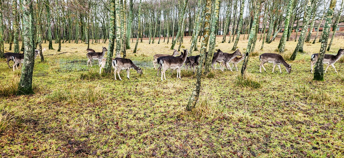 Hiking trails in South Jutland
