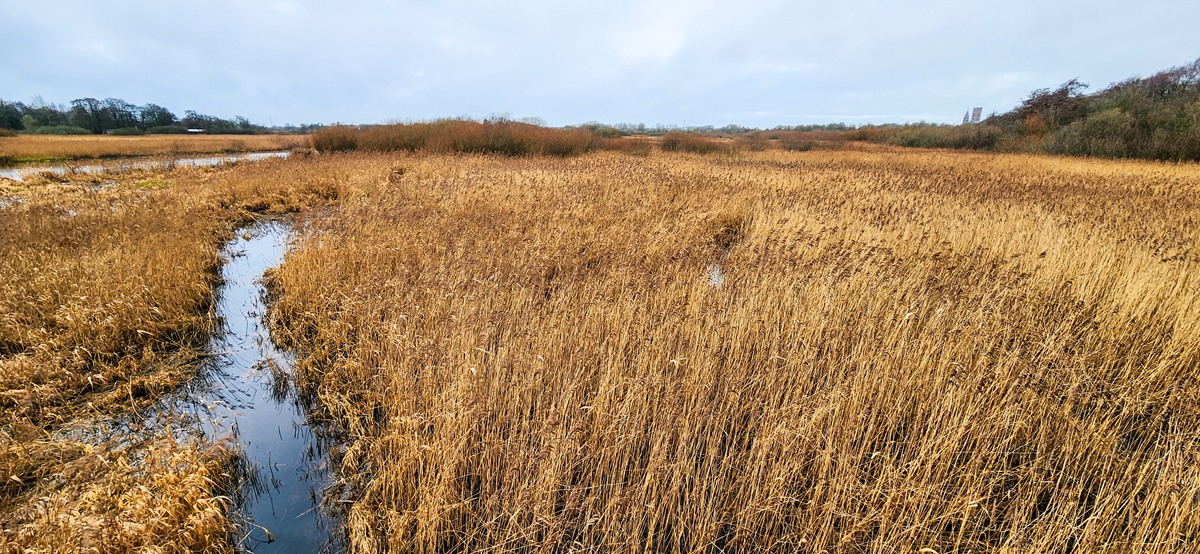 Nature in Ribe, Jutland