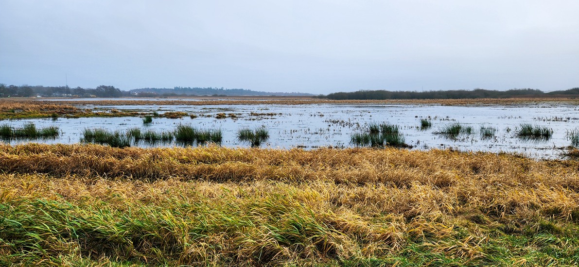 Nature reserve near Ribe