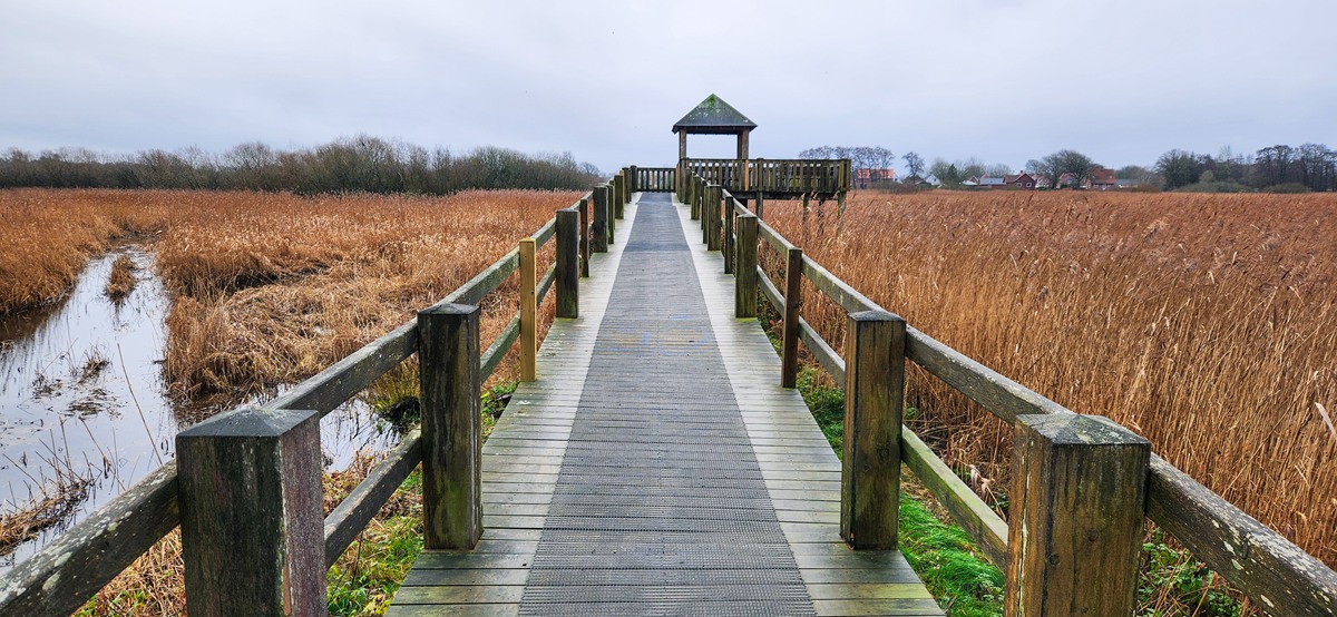 Birdwatching spot near Ribe